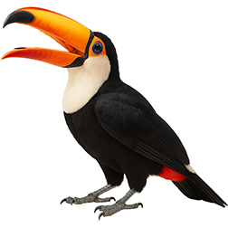 Toco Toucan